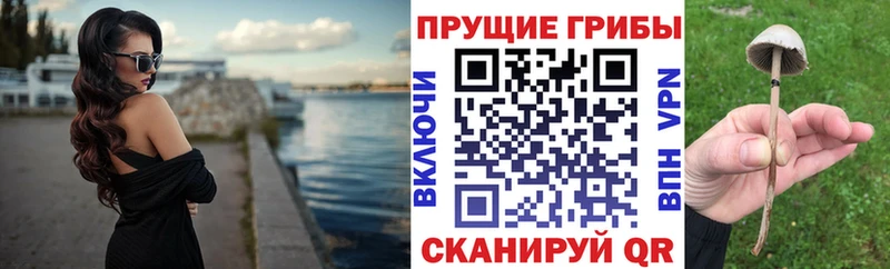 магазин продажи наркотиков  МЕГА ССЫЛКА  Псилоцибиновые грибы Psilocybe  Балтийск 